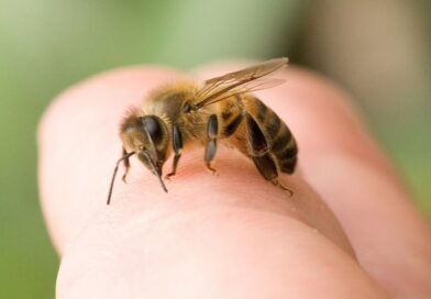 Puntura d’ape: allergia, sintomi e altri fattori di rischio